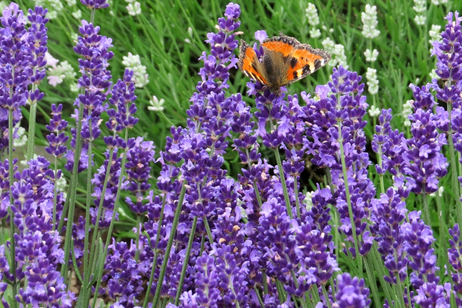 Lavandula angustifolia Havanna (c)