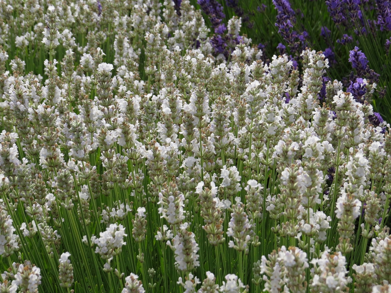 Lavandula angustifolia Hidcote White