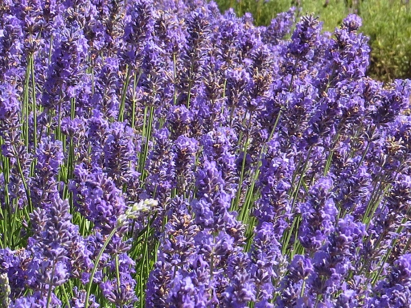 Lavandula angustifolia Lullaby Blue