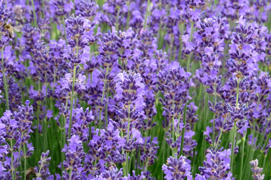 Lavandula angustifolia Munstead