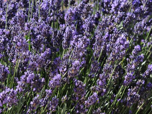 Lavandula angustifolia Super Blue