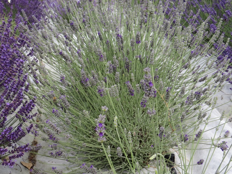 Lavandula chaytorae Gorgeous