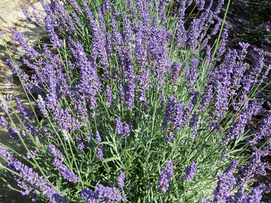 Lavandula intermedia Anniversary Bouquet