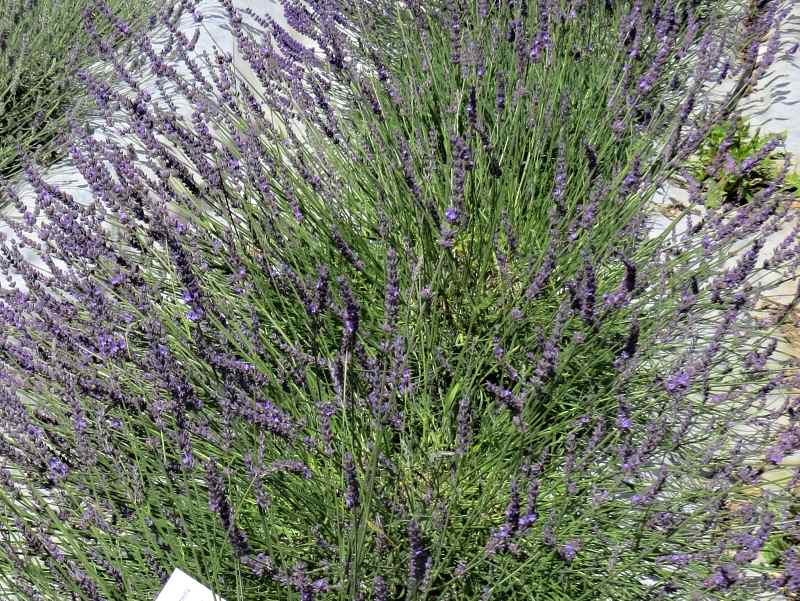 Lavandula intermedia Phenomenal (syn. Pure Platinum)