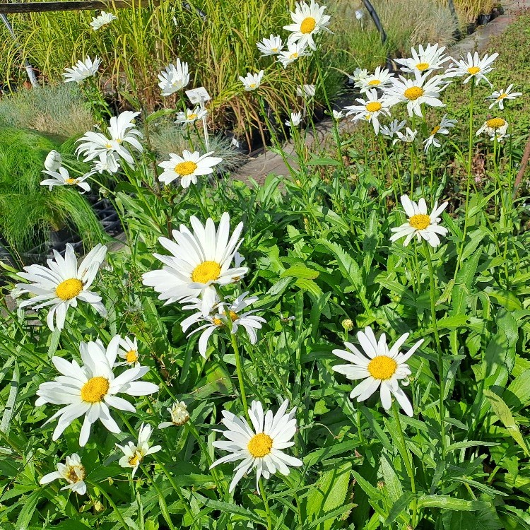 Leucanthemum superbum Alaska