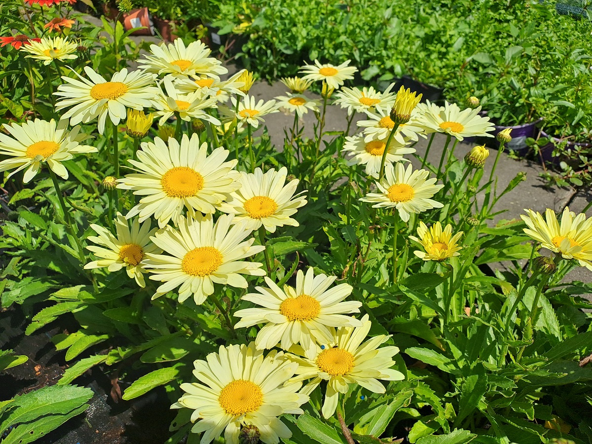 Chrysanthemum maximum Broadway Lights