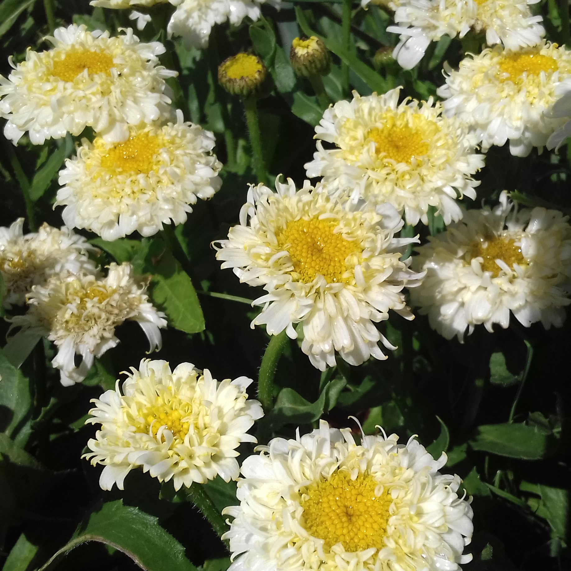 Leucanthemum maximum Luna
