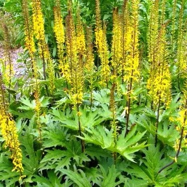 Ligularia przewalskii