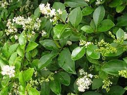 Ligustrum ovalifolium