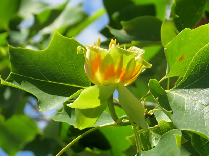 Liriodendron tulipifera