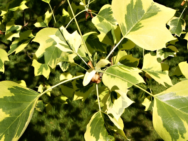 Liriodendron tulipifera Aureomarginatum