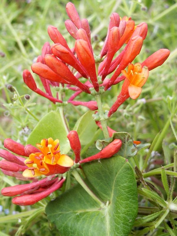 Lonicera x brownii Dropmore Scarlet