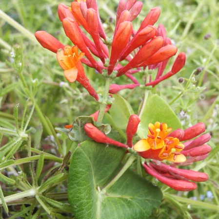 Lonicera x brownii Fuchsioides