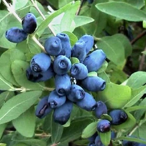 Lonicera kamtschatica Čeljabinka