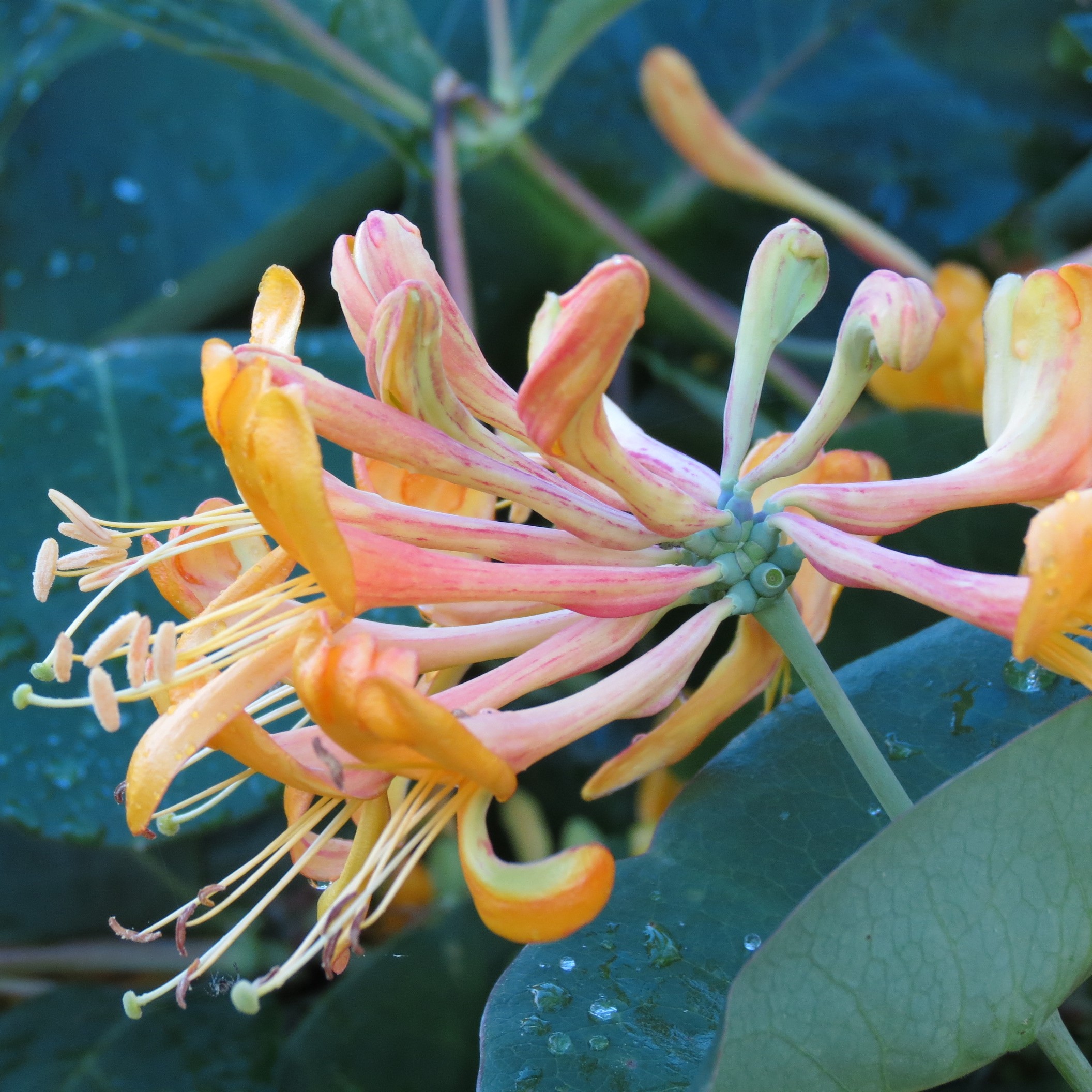 Lonicera periclymenum Graham Thomas