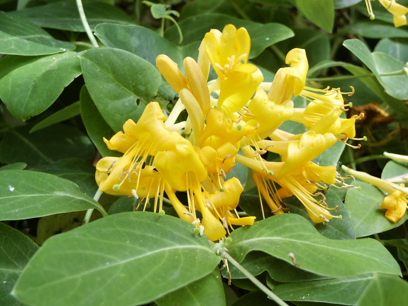 Lonicera x tellmanniana