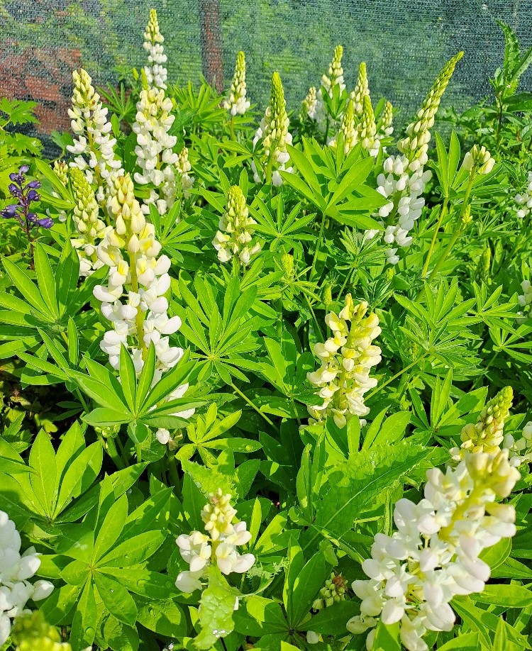 Lupinus polyphyllus Gallery White