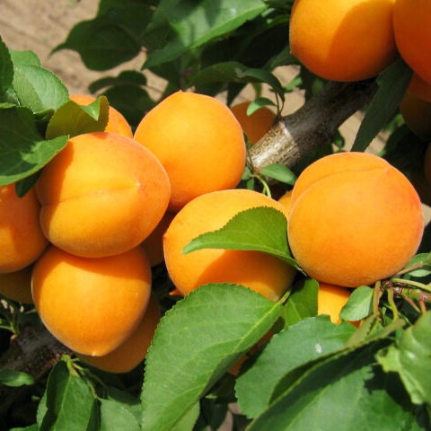 Prunus armeniaca Maďarská