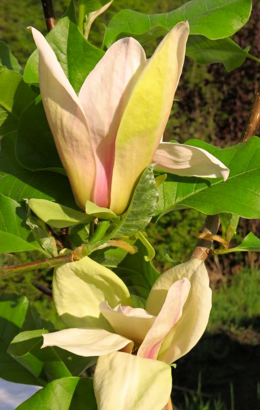 Magnolia Ambrosia