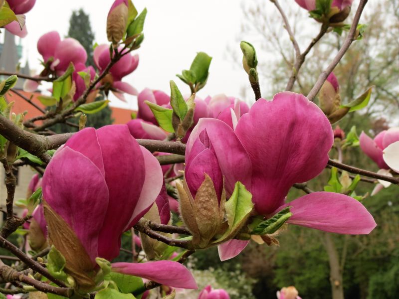 Magnolia x soulangeana Lennei