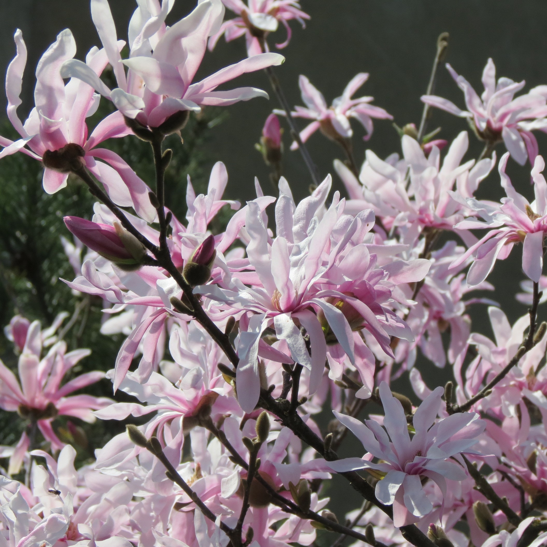 Magnolia x loebnerii Leonard Messel