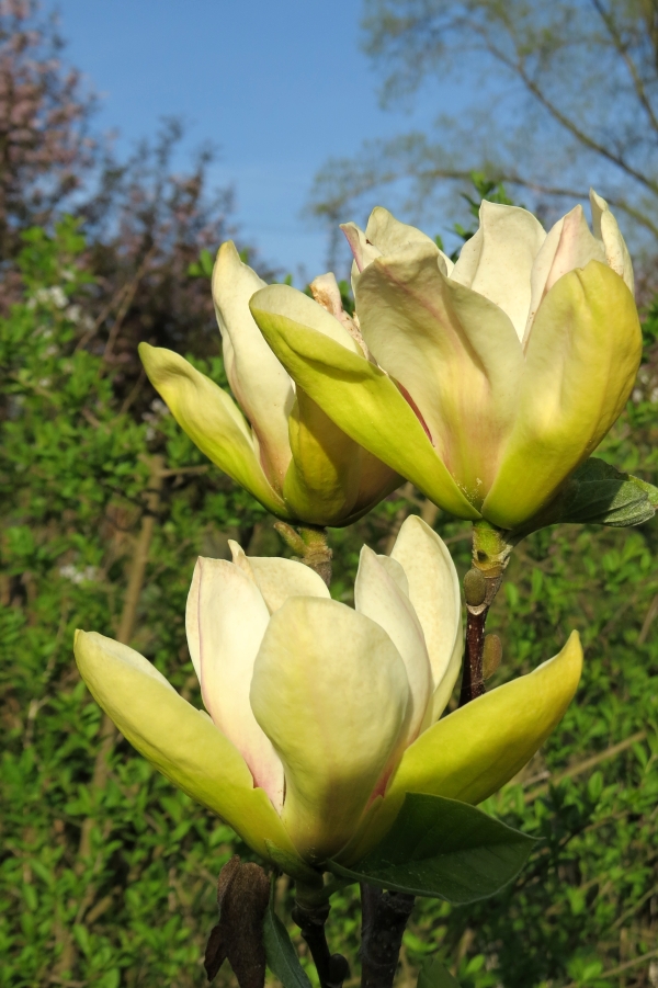 Magnolia Sunsation