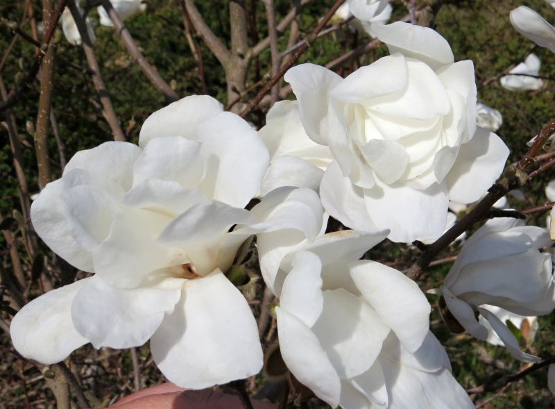 Magnolia x loebnerii Merrill