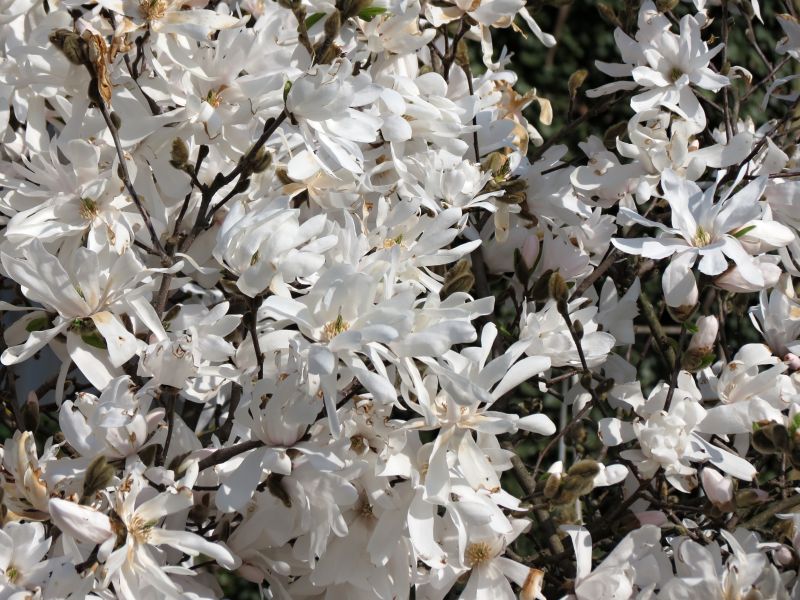 Magnolia stellata