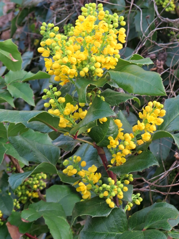 Mahonia aquifolium