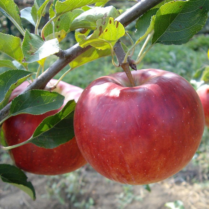 Malus Lipno