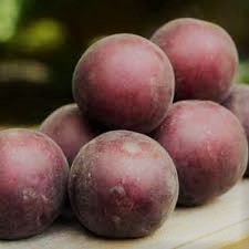 Prunus cerasifera Melitopolski