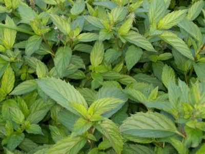 Mentha piperita Swiss Riccola