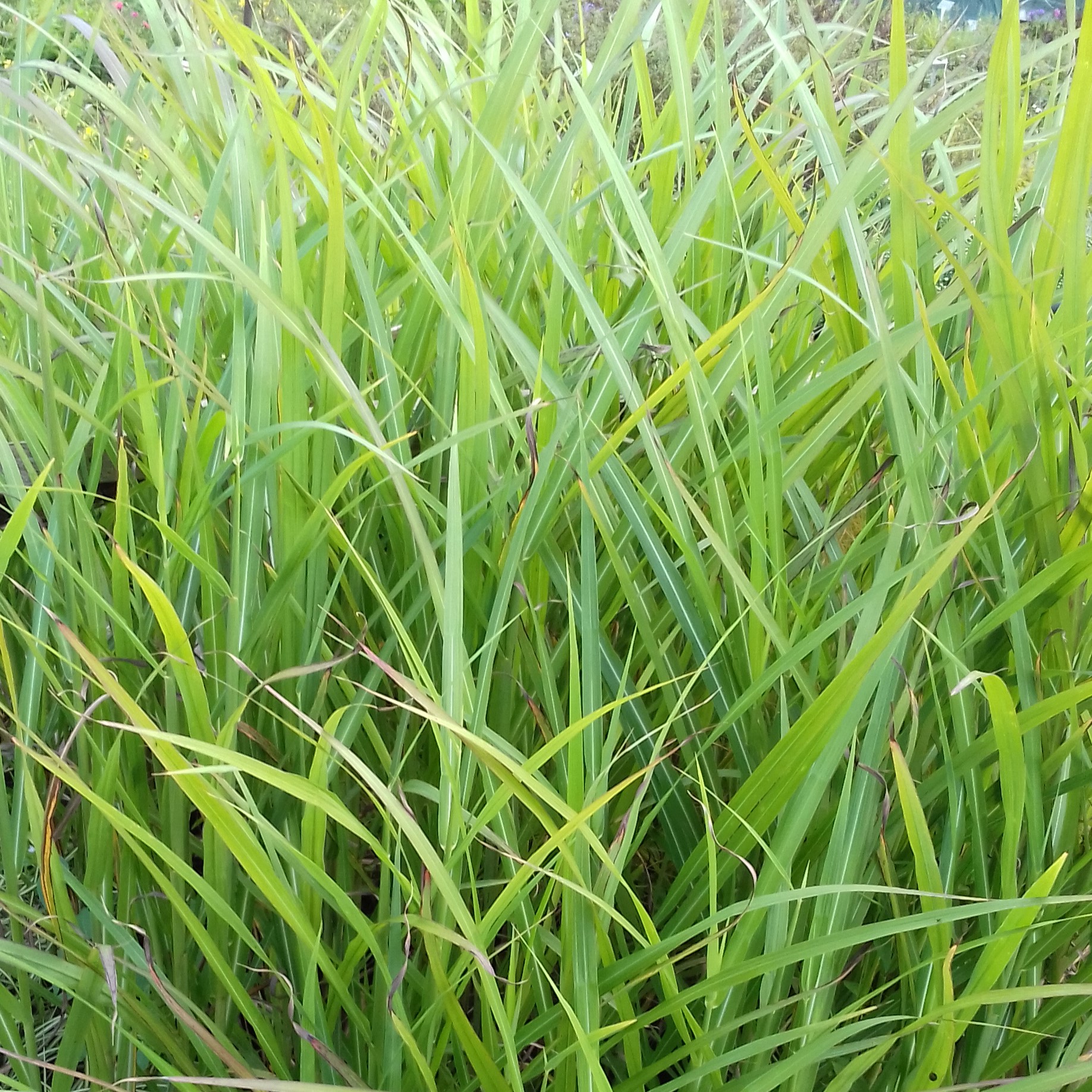Miscanthus sinensis Brazil