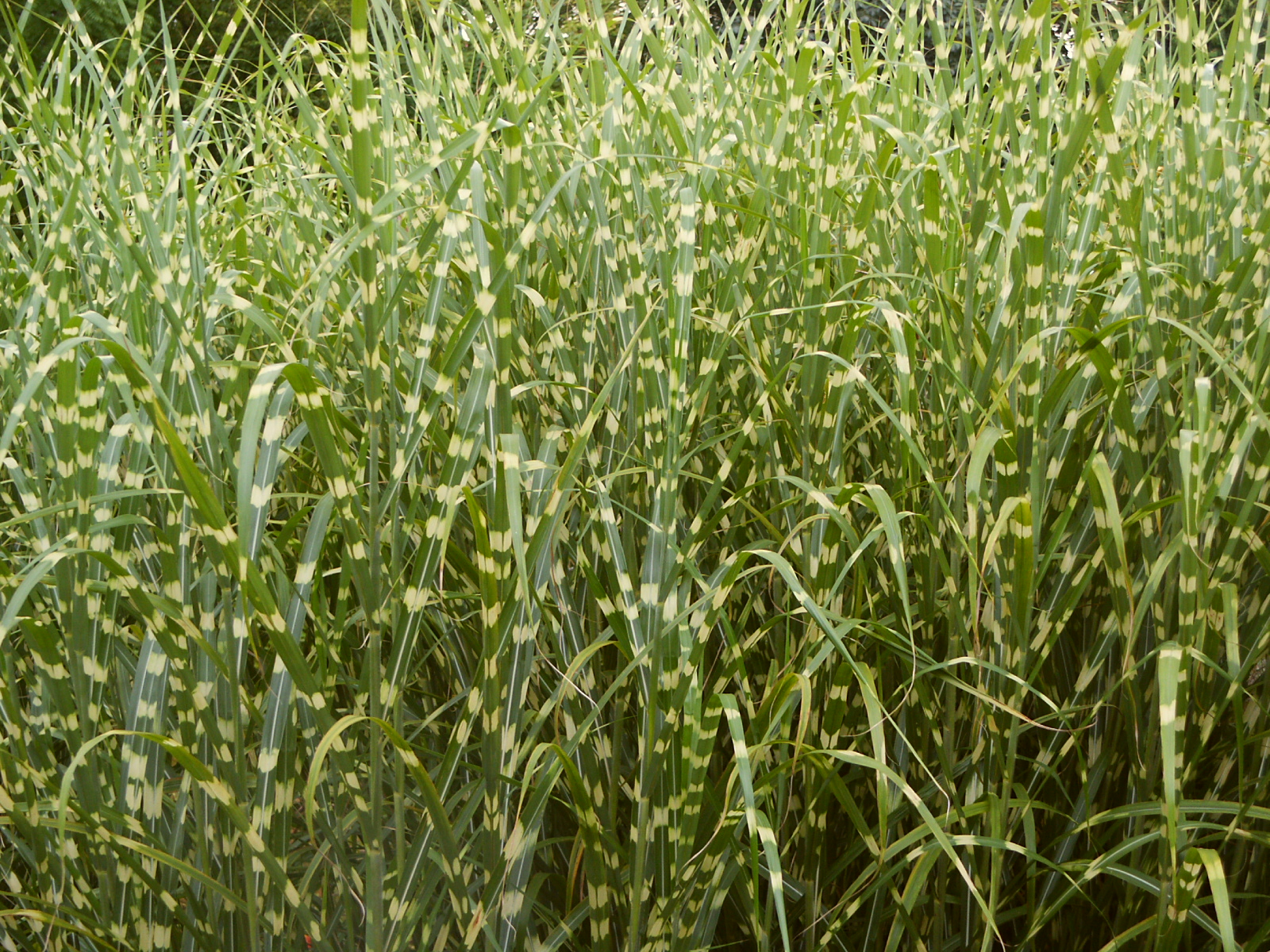Miscanthus sinensis Zebrinus