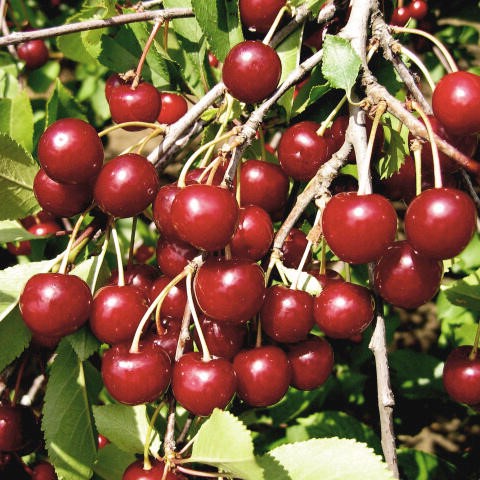 Prunus cerasus Morela pozdní