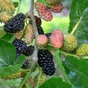 Morus alba Velkoplodá