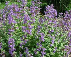 Nepeta faasenii Blue Wonder