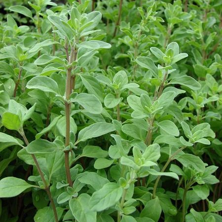 Origanum majorana