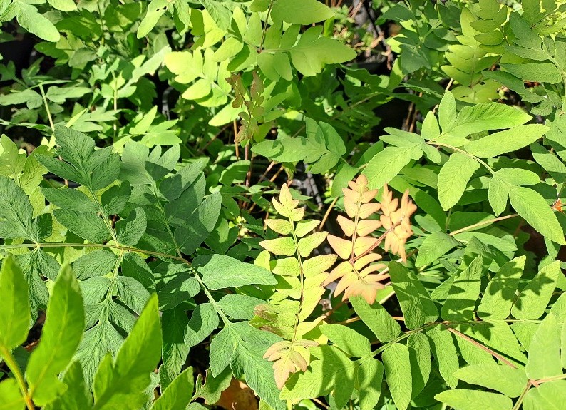 Osmunda regalis 'Purpurascens'