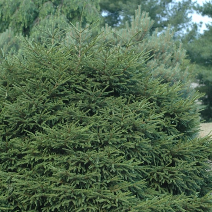 Picea orientalis Nana