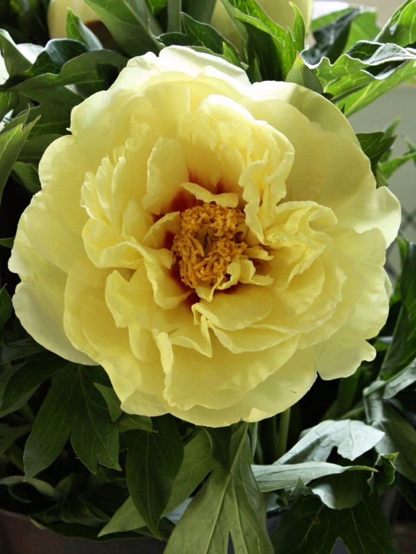 Paeonia sufruticosa Hai Huang