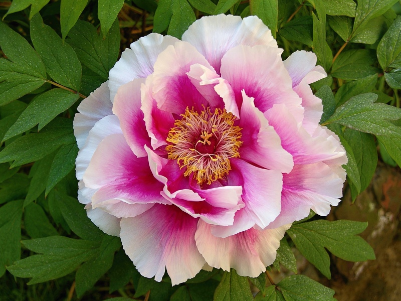 Paeonia sufruticosa Shimano Fuji
