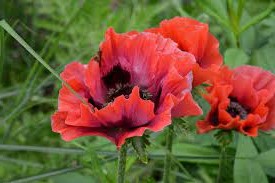 Papaver orientale Beauty of Livermere