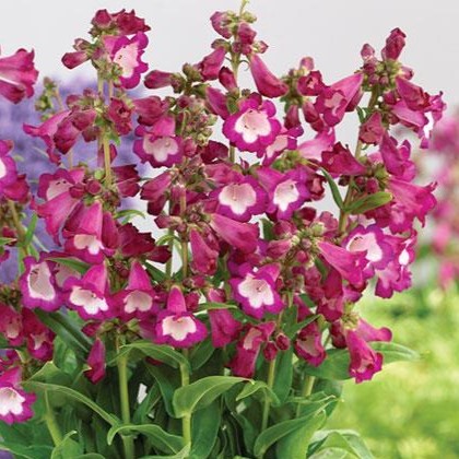 Penstemon hartwegii Polaris Purple