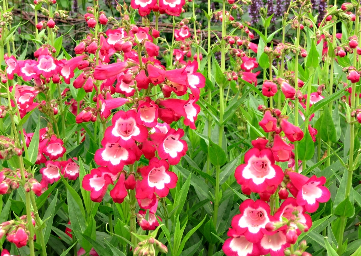Penstemon hartwegii Polaris Red