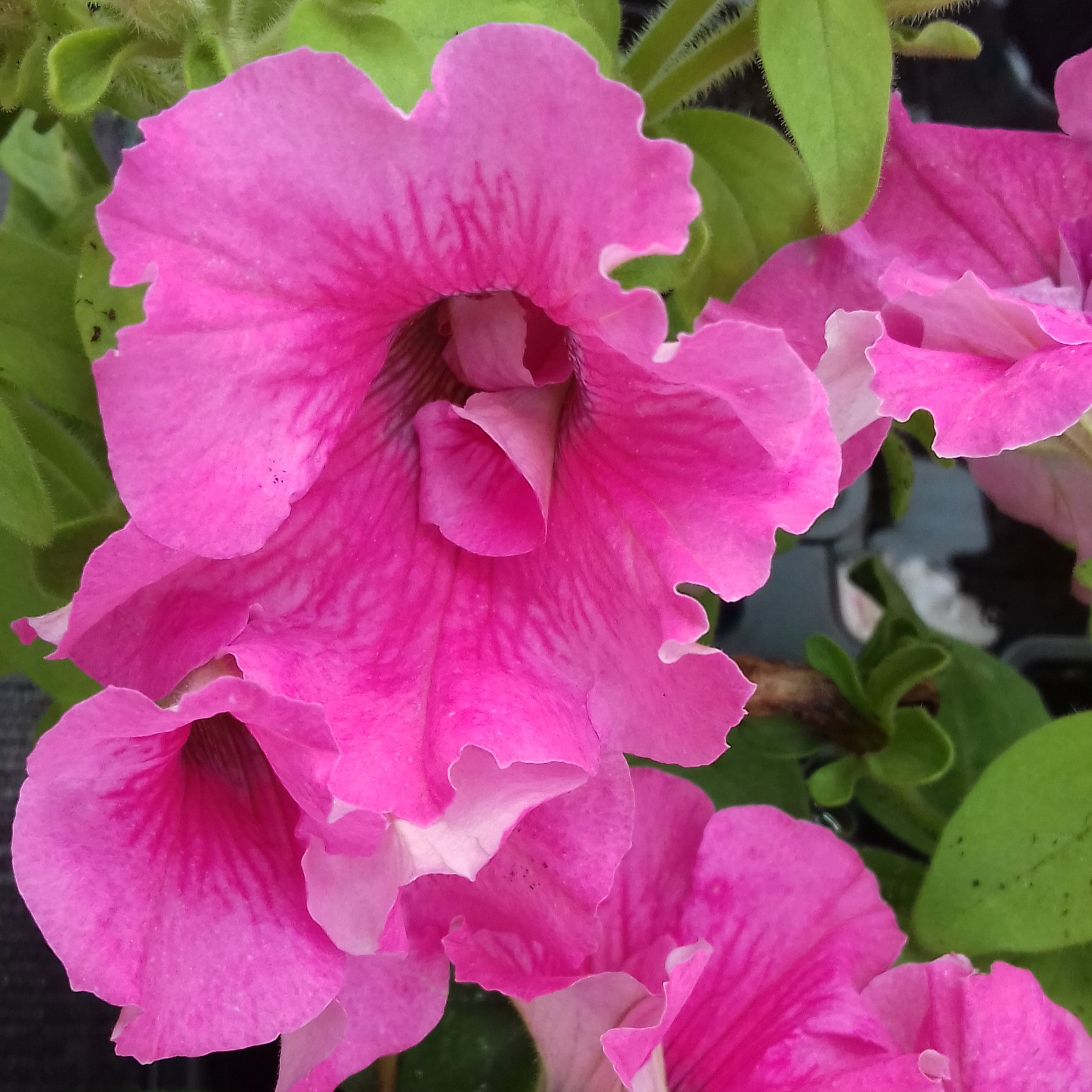 Petunia x SweetSunshine® Magenta Picotee