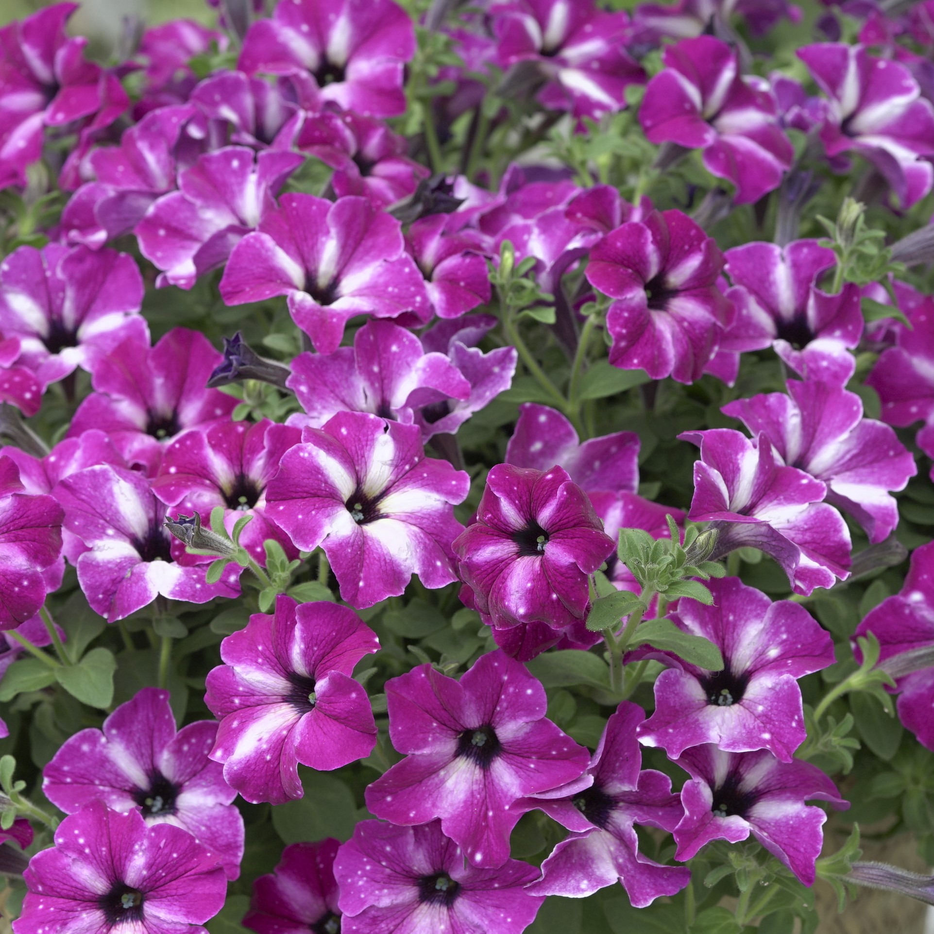 Petunia x Circus Sky®