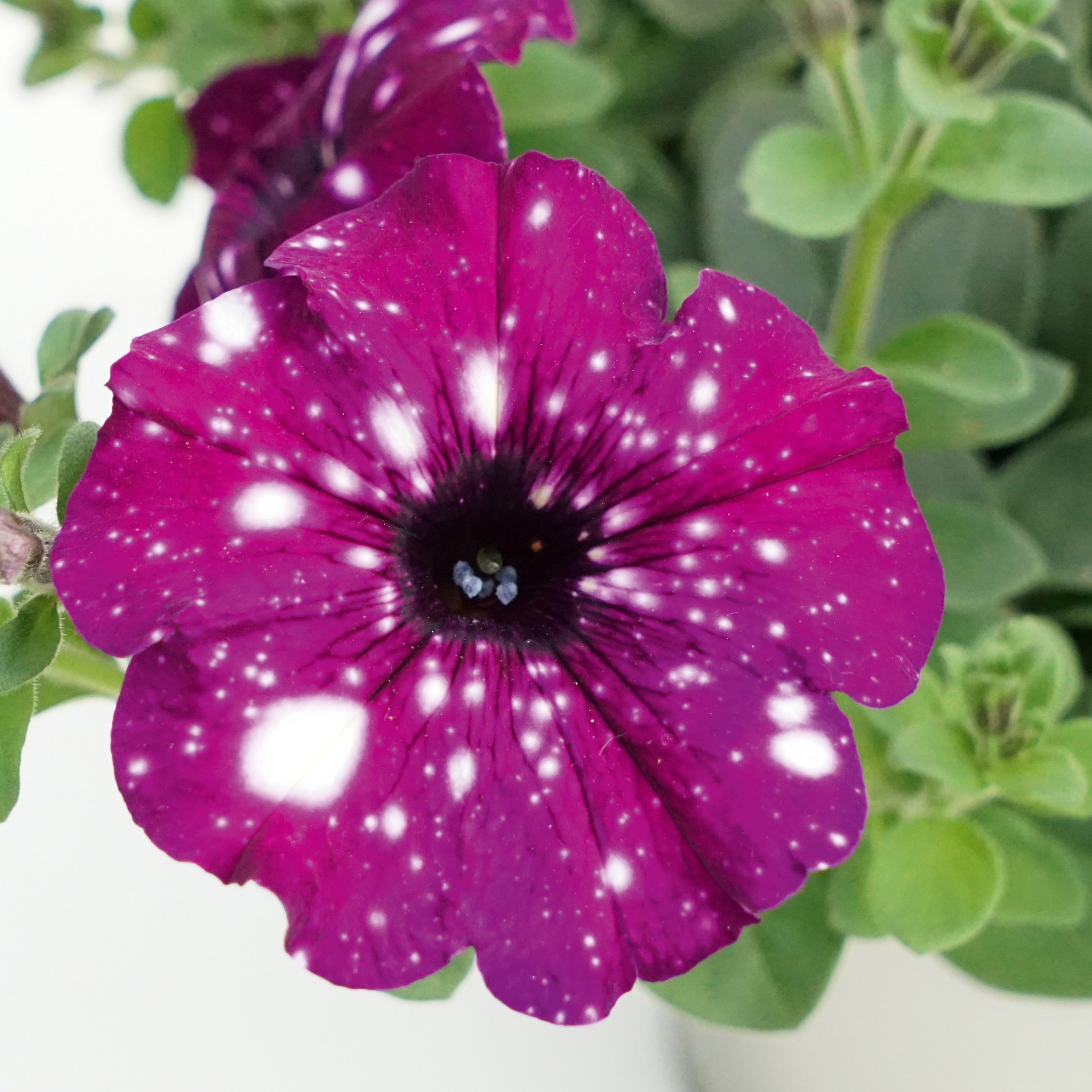 Petunia x Royal Sky®