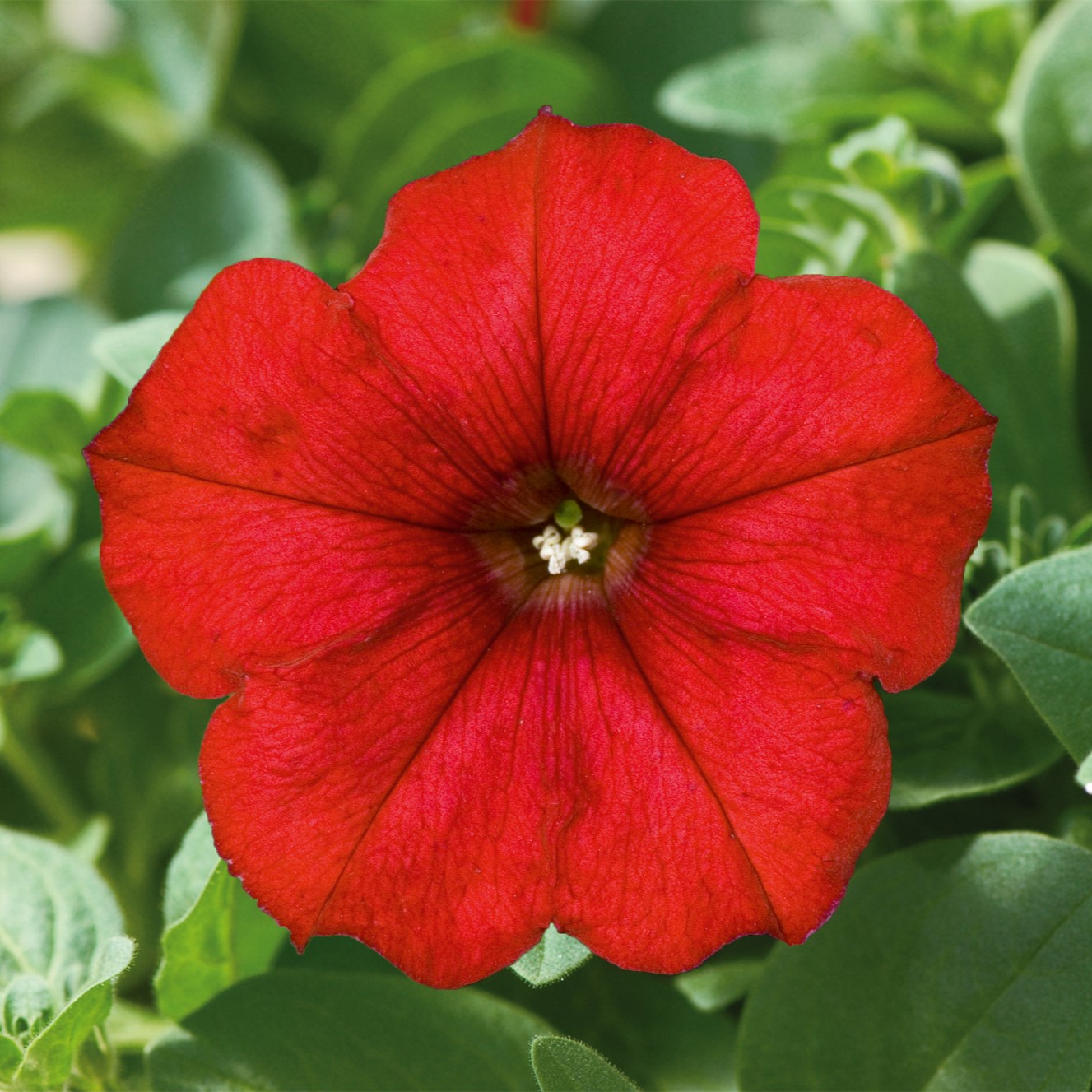 Petunia x Famous Red Fire