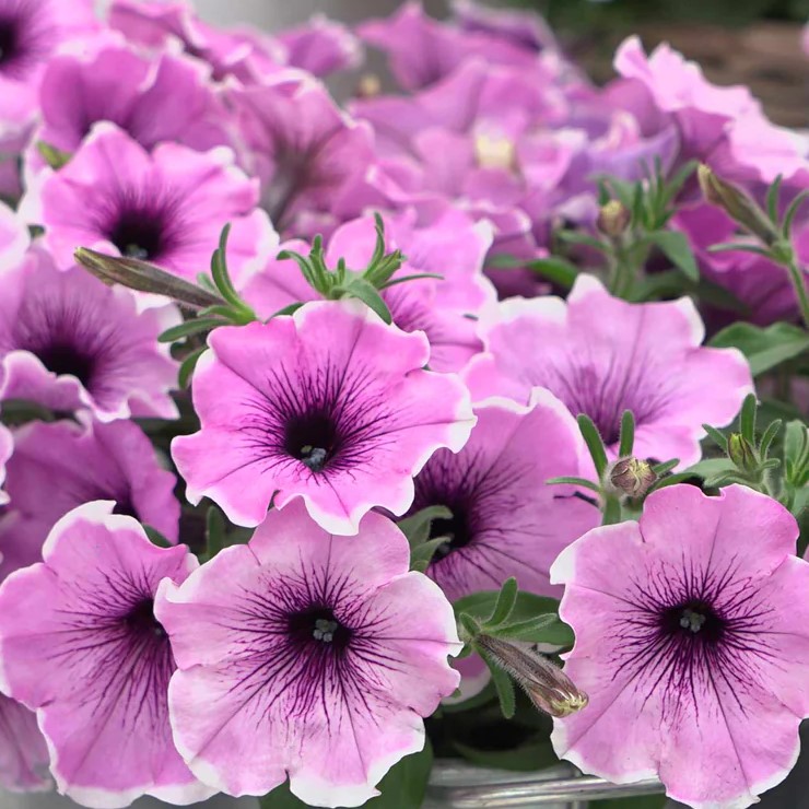 Petunia x Famous Lavender Blush